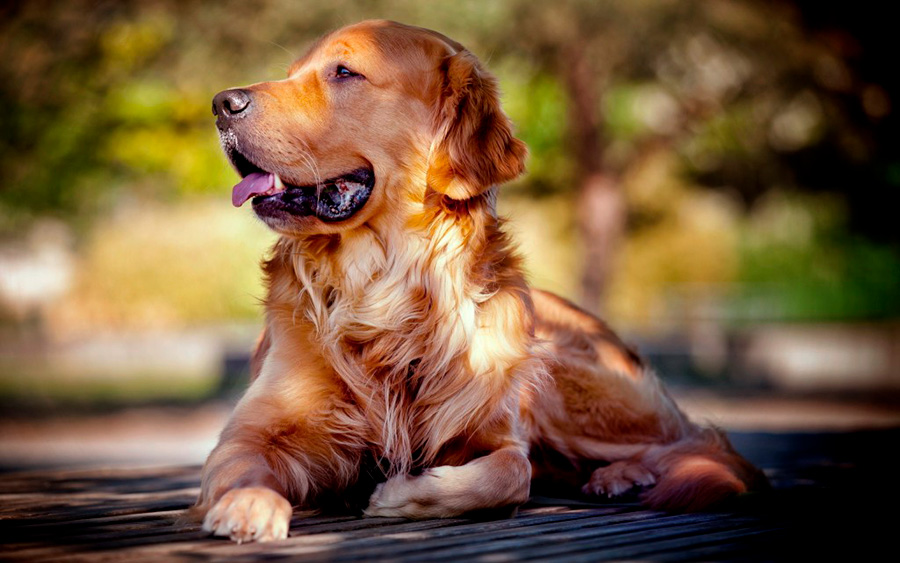 На фото Рак у собак - симптомы и варианты лечения